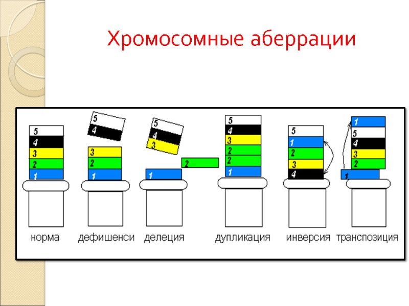 Хромосомные аберрации
